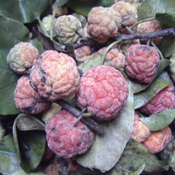 山荔枝果 山荔枝果