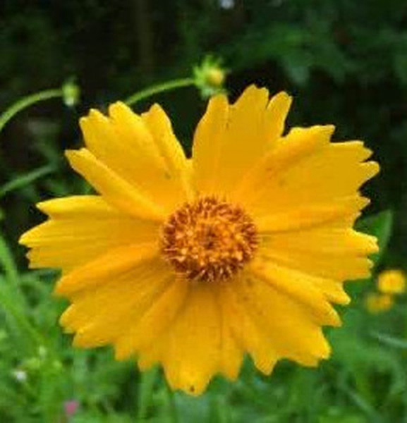 线叶金鸡菊 线叶金鸡菊