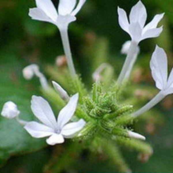 白花丹 白花丹