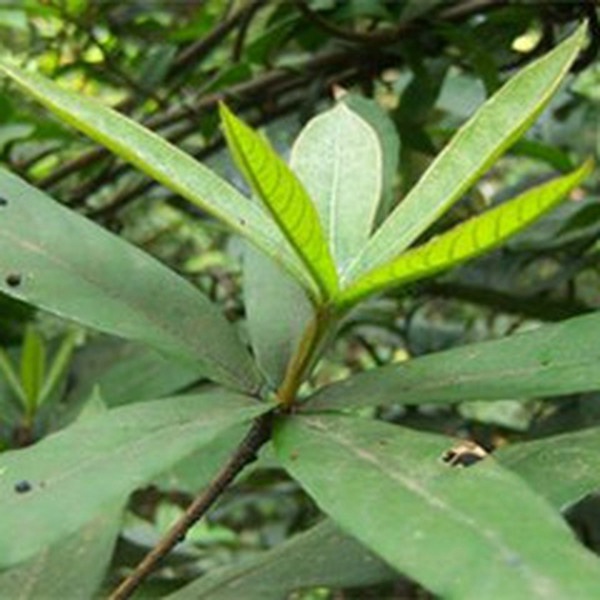 木姜子叶 木姜子叶