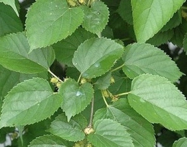 东莨菪 东莨菪