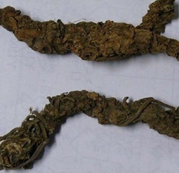 算盘子根 算盘子根