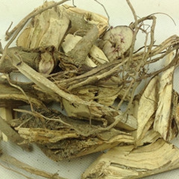蓖麻根 蓖麻根
