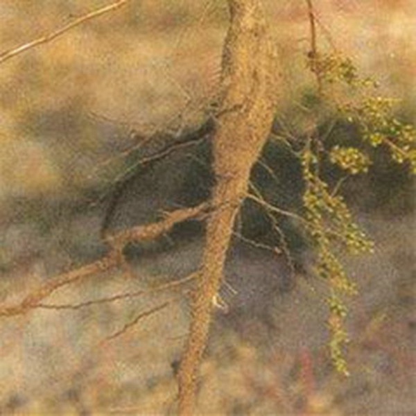 黑沙蒿根 黑沙蒿根