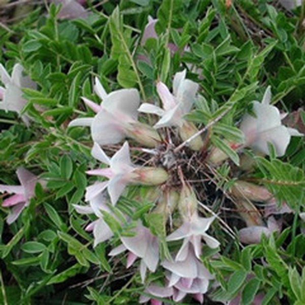 鬼箭锦鸡儿 鬼箭锦鸡儿