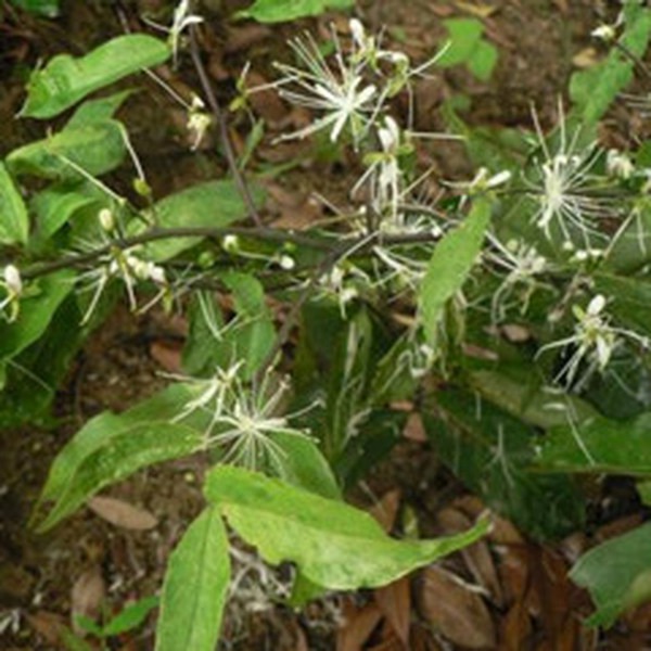 独行千里 独行千里