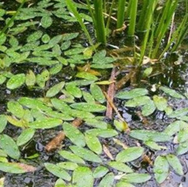 酸水草 酸水草