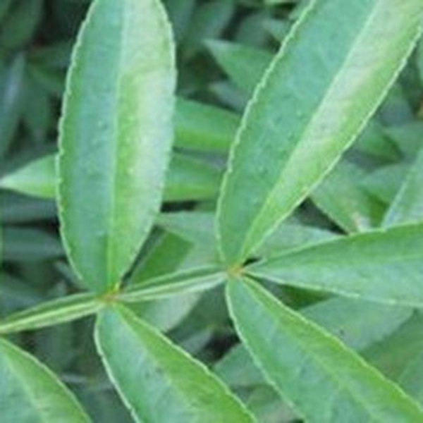 多叶花椒 多叶花椒