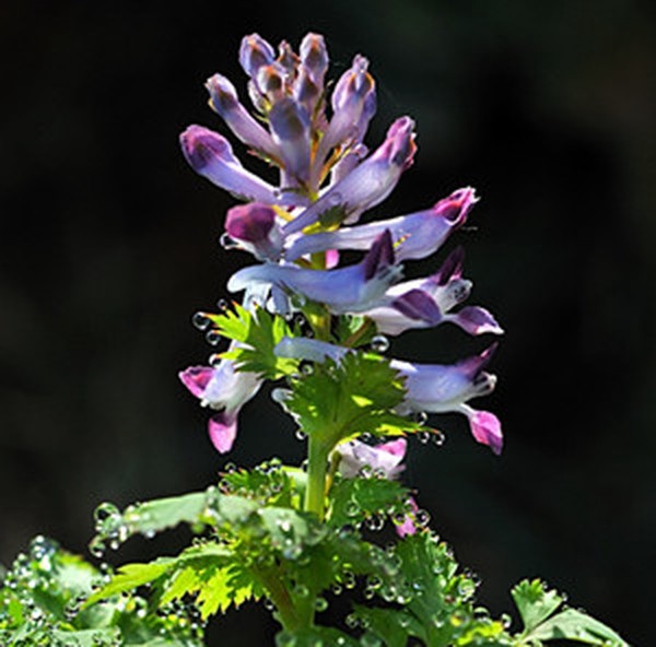 紫花鱼灯草 紫花鱼灯草