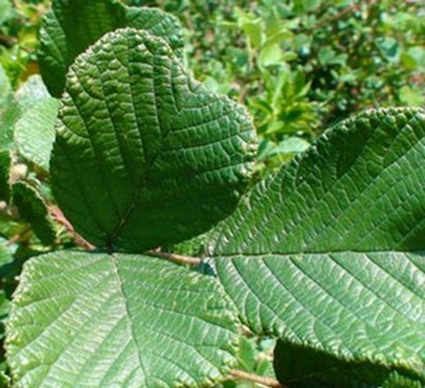 黄锁梅根 黄锁梅根