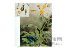 菊三七 菊三七