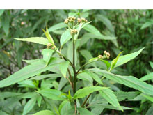 孩儿茶 孩儿茶