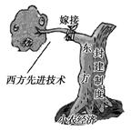 观察漫画,你认为以下说法正确的是A.该漫画作者对“师夷长技以制夷”持肯定态度B.该漫画作者对清末“新政” 持肯定态度C.该漫画作者对“中体西用”持否定态度D.该 观察漫画,你认为以下说法正确的是A.该漫画作者对“师夷长技以制夷”持肯定态度B.该漫画作者对清末“新政” 持肯定态度C.该漫画作者对“中体西用”持否定态度D.该