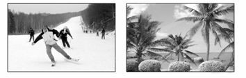 2012年春节期间,小刚去了哈尔滨滑雪,小明则去了海南岛领略海岛风情,下面是他们拍摄的两张照片,你认为造成两地气候差异的最主要因素是A.地形的影响B.纬度位 2012年春节期间,小刚去了哈尔滨滑雪,小明则去了海南岛领略海岛风情,下面是他们拍摄的两张照片,你认为造成两地气候差异的最主要因素是A.地形的影响B.纬度位