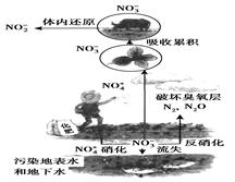 读“化肥的污染示意图”,完成若水中鱼类最后死亡,其原因可能是( )A.硝酸盐中毒死亡B.溶解氧缺乏,窒息死亡C.藻类缺乏,饥饿死亡D.食道癌、胃癌发病死亡 读“化肥的污染示意图”,完成若水中鱼类最后死亡,其原因可能是( )A.硝酸盐中毒死亡B.溶解氧缺乏,窒息死亡C.藻类缺乏,饥饿死亡D.食道癌、胃癌发病死亡