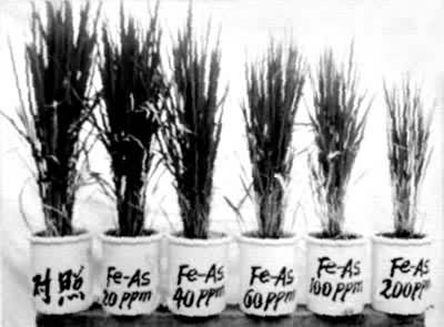 什么是土壤污染对植物的影响? 图1 不同剂量的砷污染土壤对水稻生长发育的影响(明显)