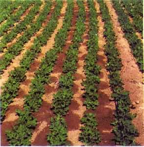 什么是滴灌? 滴灌