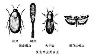 什么是蚕茧贮藏? 图