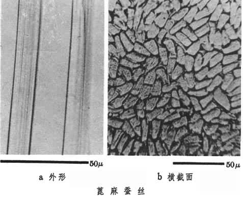 什么是蓖麻蚕茧? 图