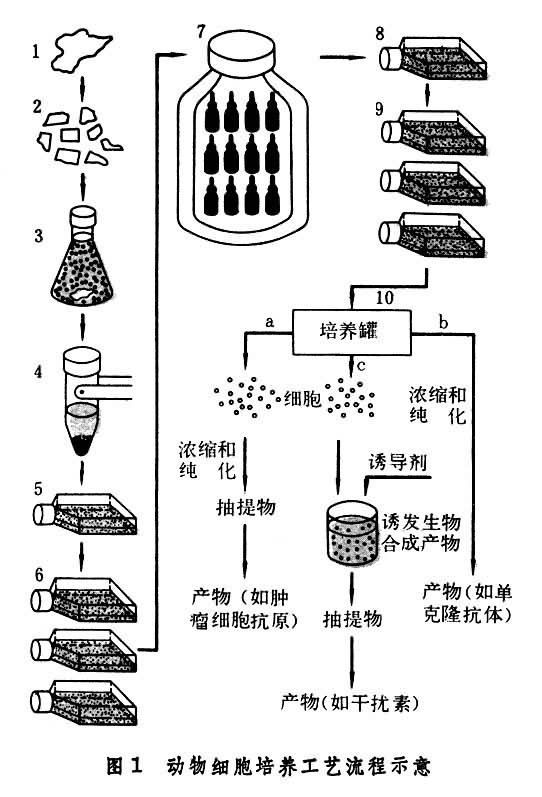 什么是动植物细胞大量培养? 图1