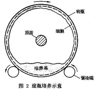 什么是动植物细胞大量培养? 图2