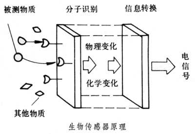 什么是生物传感器? 图