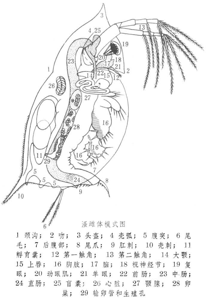 什么是溞? 图