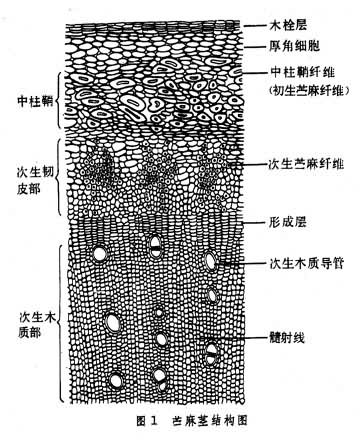 什么是麻纤维? 图