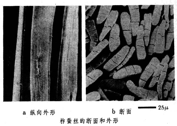 什么是柞蚕丝? 图