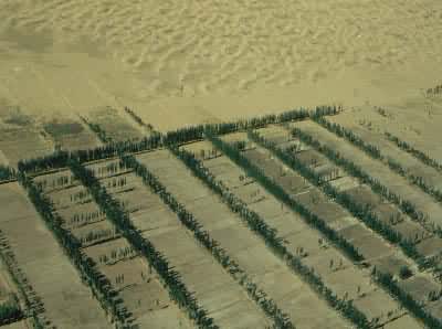 什么是防护林? 格网状防护林