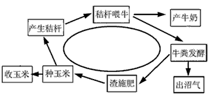 每到收获季节,一些地方的农田中“狼烟四起”,农民将农作物秸秆就地焚烧。针对这种情况,某地积极倡导秸秆循环利用,如他们创造了秸秆喂牛——牛 每到收获季节,一些地方的农田中“狼烟四起”,农民将农作物秸秆就地焚烧。针对这种情况,某地积极倡导秸秆循环利用,如他们创造了秸秆喂牛——牛