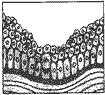 阅读理解。 When we have small cuts in the skin (皮肤), something strange may 阅读理解。 When we have small cuts in the skin (皮肤), something strange may