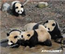 阅读理解。 Do you know Expo pandas (世博大熊猫)? They're ten pandas from Sichuan. 阅读理解。 Do you know Expo pandas (世博大熊猫)? They're ten pandas from Sichuan.