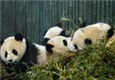 阅读理解。 Do you know Expo pandas (世博大熊猫)? They're ten pandas from Sichuan. 阅读理解。 Do you know Expo pandas (世博大熊猫)? They're ten pandas from Sichuan.