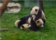阅读理解。 Do you know Expo pandas (世博大熊猫)? They're ten pandas from Sichuan. 阅读理解。 Do you know Expo pandas (世博大熊猫)? They're ten pandas from Sichuan.