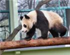 阅读理解。 Do you know Expo pandas (世博大熊猫)? They're ten pandas from Sichuan. 阅读理解。 Do you know Expo pandas (世博大熊猫)? They're ten pandas from Sichuan.