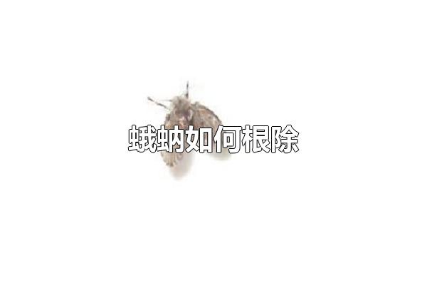蛾蚋如何根除 蛾蚋有哪些危害