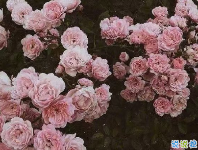 微博简介经典句子文艺 微博简介经典句子文艺
