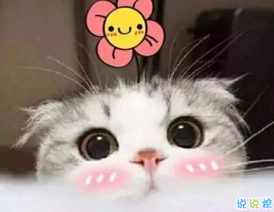 适合晒宠物发朋友圈的句子 适合晒宠物发朋友圈的句子