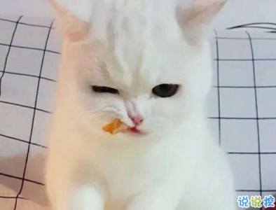 适合晒宠物发朋友圈的句子 适合晒宠物发朋友圈的句子
