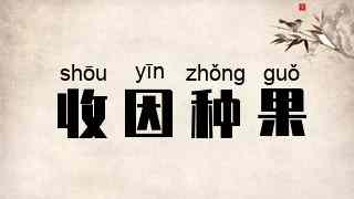 收因种果