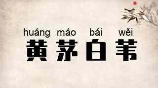 黄茅白苇
