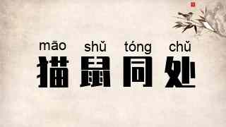 猫鼠同处