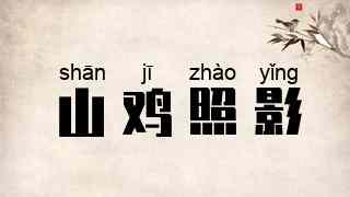 山鸡照影