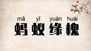 蚂蚁缘槐