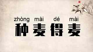 种麦得麦