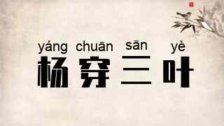 杨穿三叶