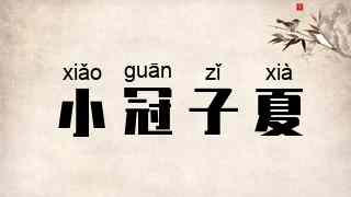 小冠子夏