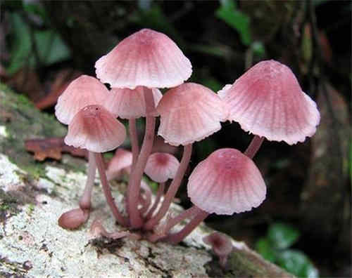 毒蘑菇中毒的处理方法