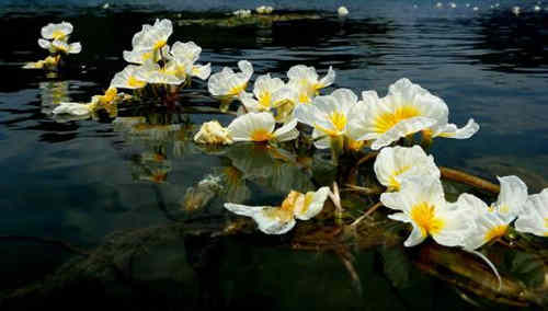 海菜花是什么花
